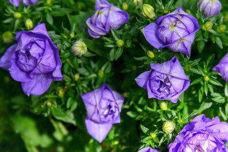Beautiful purple, lilac garden roses (Floribunda). Natural background of purple garden roses.の写真素材