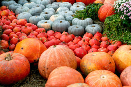 Beautiful ripe pumpkins. Harvest Festival. Collective farmers autumn harvest. Gorgeous autumn...