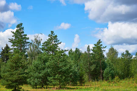 A group of birches and young pines in a forest clearing. Summer forest landscape with birches and...
