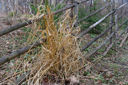 A tall Bush of dried grass near the fence of poles. Spring rural landscape.の写真素材