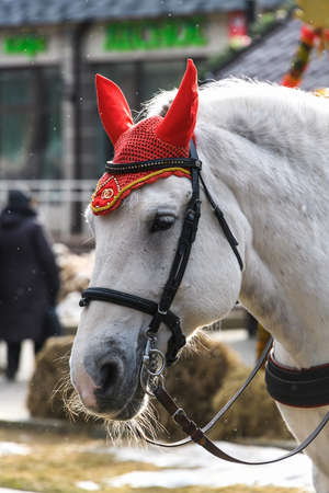 Head of a white horse in a red cap close-up. Portrait of a horse in harness in winter.の写真素材