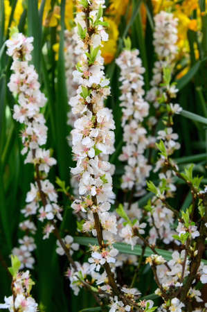 Beautiful cherry blossoms are decorative. Delicate white spring flowers. Spring cherry blossom.の写真素材