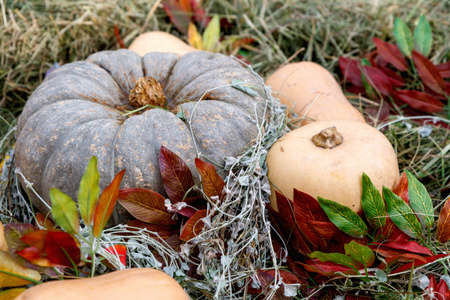 Beautiful ripe pumpkins lie on the straw. Farmers autumn harvest. Gorgeous autumn background with pumpkins.の写真素材