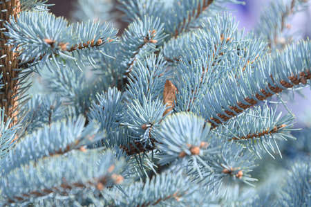 Background texture of a fir branch for a Christmas card. Natural spruce branches. Blue Christmas tree.の写真素材