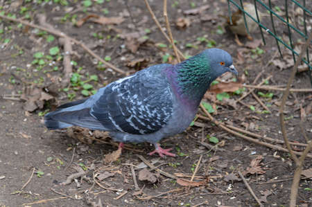The pigeon walks freely on the path in the Park. Pigeon in the spring outdoors in the Park.の写真素材