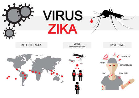 Zika virus infographic: symptoms, transmission and affected area. Danger for pregnancy Zika virus.のイラスト素材