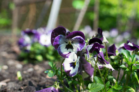 White and purple colored pansy flower in spring garden. Flowerbed with Viola flowers