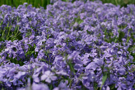 Blue perfume creeping Phlox divaricata flowers. Photo of small Phlox divaricata with selective focus close upの写真素材