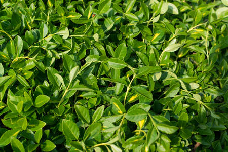 Green lush leaf background, natural leaves plant pattern or texture top view