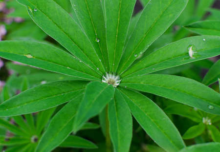 Wet lupinus or lupine leaf with dew drop close up. Macro photo of lupinus albus or lupin leaves with...