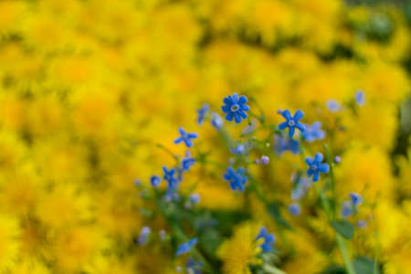 Dandelion flower natural yellow pattern or texture with blue forget-me-nots Myosotis blossoms close up. Spring sunny floral background with yellow flowers and leaves top viewの写真素材