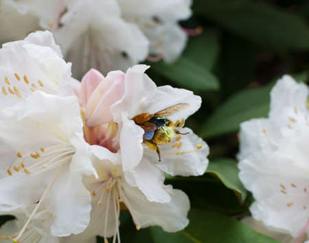 Bumblebee in rhododendron flower in spring garden close up