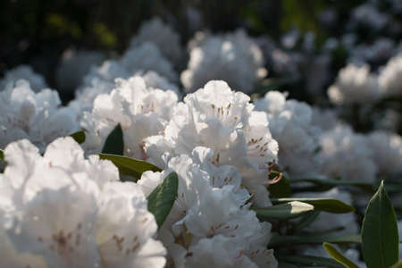 Flowering bushes with white and pink rhododendron pseudochrysanthum gentle flowers in spring garden...