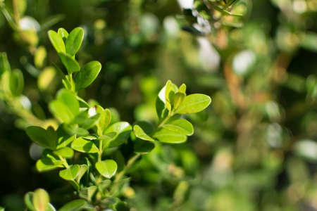 Blurred macro photo of decorative garden buxus sempervirens, box or boxwood with selective focus. Beautiful ornamental plant with lush green foliageの写真素材