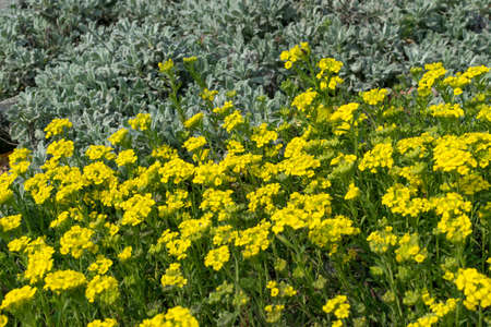 Alyssum repens, yellow alyssum, golden alyssum flowers in spring garden with bokehの写真素材
