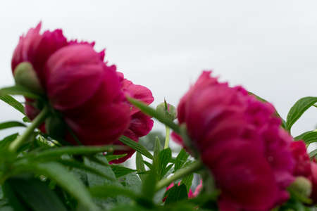 Dark pink peacock color peony or jester red paeony flowers with buds and leaves in summer garden close up with selective focus. Macro photo of burgundy peonies on green leaves blurred backgroundの写真素材