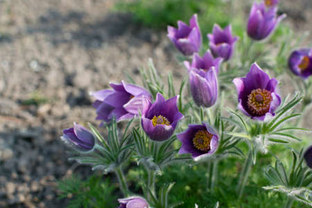 Purple flowers of Pulsatilla vulgaris, pasque flower, pasqueflower, common pasque flower, European pasqueflower in spring gardenの写真素材