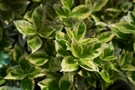 Euonymus fortunei, wintercreeper or spindle tree with green, yellow and white leaves background....