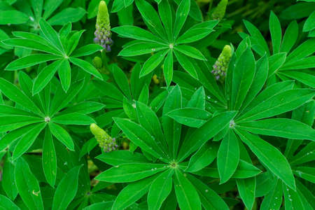 Wet lupinus or lupine leaf with dew drop close up. Macro photo of lupinus albus or lupin leaves with...