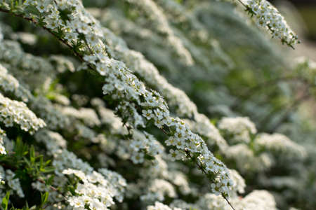 Natural pattern with white Spiraea Thunbergii bush or Thunberg Meadowsweet flowers close up...