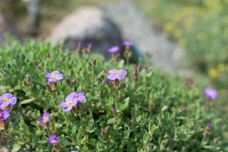 Many violet flowers of aubrieta deltoidea. Aubretia Dr. Mules blue flower in spring garden close up with bokehの写真素材