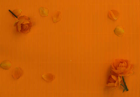 Orange petals of globe flowers or trollius europaeus on turmeric color paper background with blank space for text top view and flat layの写真素材