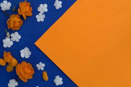 Orange petals of globe flowers or trollius europaeus on blue paper background with blank space for text top view and flat layの写真素材