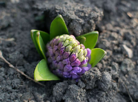 Blue and purple hyacinth flower or hyacinthus in spring garden close up. Flowering blue-purple...