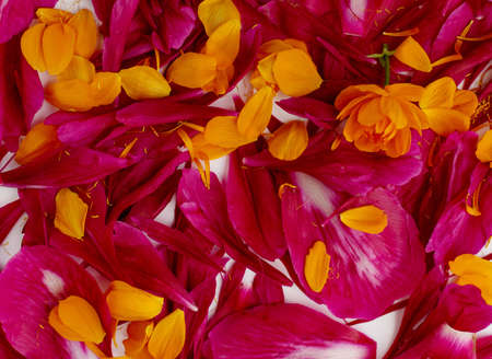 Dark pink peacock color peony or jester red paeony petals texture background. Burgundy peonies lobes template or layout flat lay and top viewの写真素材