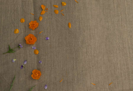 Orange petals of globe flowers or trollius europaeus on brown burlap background with blank space for...
