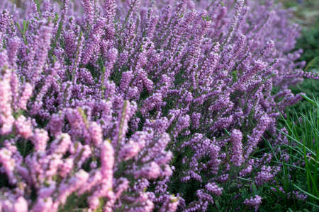 Erica Carnea or Myretoun Ruby purple violet flowers in spring garden close up with selective focusの写真素材