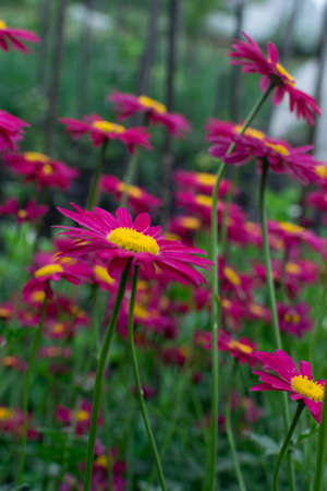 Dark pink flowers of argyranthemum, marguerite, marguerite daisy or dill daisies in summer garden...