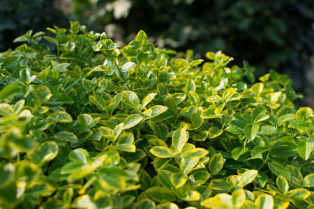 Green lush leaf background, natural leaves plant pattern or texture top view