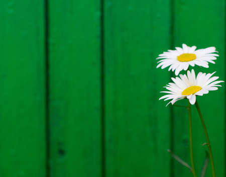 White garden chamomile in summer garden close up with selective focus. Macro photo of chamomiles on green blurred backgroundの写真素材