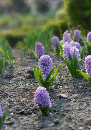 Blue and purple hyacinth flower or hyacinthus in spring garden close up. Flowering blue-purple fragrant hyacinthsの写真素材