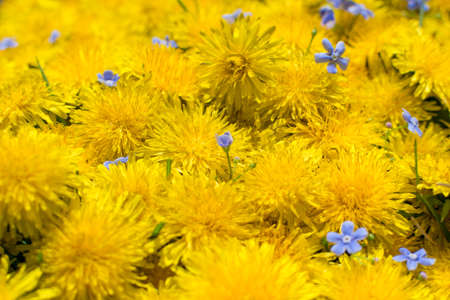 Dandelion flower natural yellow pattern or texture close up. Spring sunny background with yellow flowers and leaves top viewの写真素材