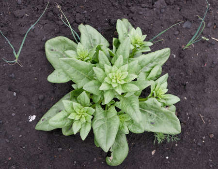 Young plant of spinach or spinacia oleracea on farm top view. Green spicy organic plant on black...