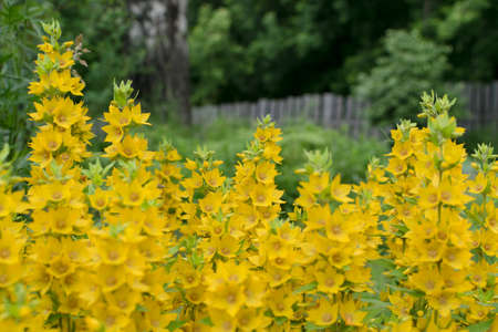 Yellow bells flowers of Lysimachia punctata, dotted loosestrife, large yellow loosestrife or spotted...