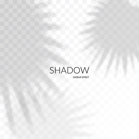 Leaf shadow overlay effect. Palm leaves overlay vector background, plant blurred silhouette on white wall mockupのイラスト素材