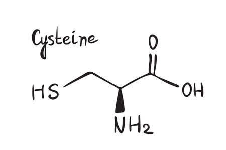 Cysteine molecule formula. Hand drawn imitation of cystine structural model, amino acid chemistry skeletal formula, cysteine vector icon symbolのイラスト素材