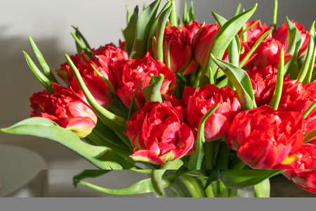 Tulip bouquet closeup. Red peony tulips background, spring tulipa flowers with selective focus, macro photo tulip petals and buds top viewの写真素材