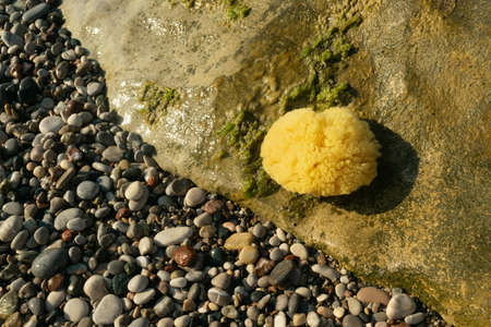 Natural sponge outdoor. Greek sponges on sea shore, round yellow sponge, eco body care concept, eco...