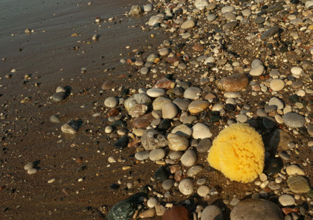 Natural sponge outdoor. Greek sponges on sea shore, round yellow sponge, eco body care concept, eco friendly hygiene accessory on a pebble beachの写真素材