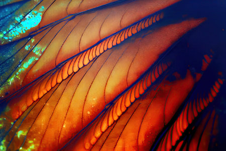 Butterfly Wing Texture Background, Insect Wings Macro Pattern, Butterfly Wing Closeup, Painting, Canvas, Vintage, Generative AI Illustrationの素材