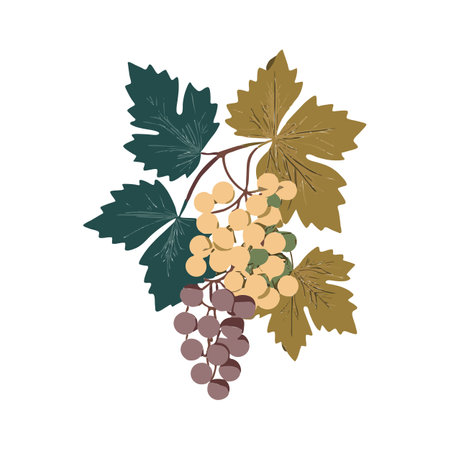 Grape Icon, Grapevine Pictogram, Wine Fruit Symbol, Ripe Grape Bunch Logo, Vector Illustration, White Backgroundのイラスト素材