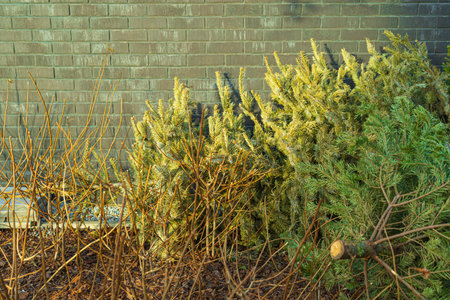 Discarded Christmas Tree, Dry Old Fir Collect, Xmas Garbage, Recycled Christmas Waste, Discarded Christmas Tree on City Streetの写真素材