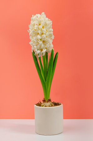 Hyacinth Isolated on Pink Background, Spring Flower Closeup with Copy Space, Beautiful Hyacinthus Flowers, White Hyacinth Bannerの写真素材