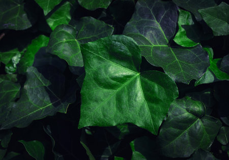 Dark Ivy Texture Background, Crepeper Green Hedge in Night, Wall of Hedera Helix, Creeper Foliage Pattern, Ivy Carpet, Beautiful Natural Ivy Backgroundの写真素材