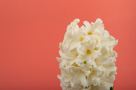 Hyacinth Isolated on Pink Background, Spring Flower Closeup with Copy Space, Beautiful Hyacinthus Flowers, White Hyacinth Bannerの写真素材