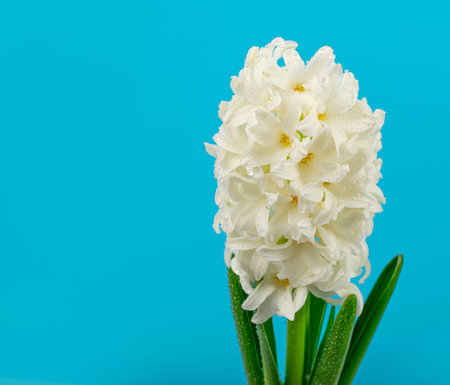 Hyacinth Isolated on Blue Background, Spring Flower Closeup with Copy Space, Beautiful Hyacinthus...